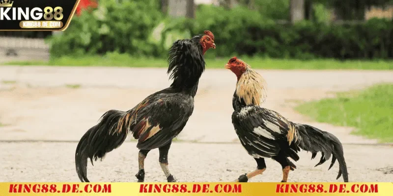 Ép Cân Gà Chọi Khoa Học King88 - Chiến Lược Tối Ưu Thể Trạng huong dan chi tiet cach ep can ga choi hieu qua