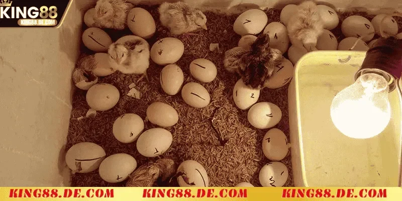 Nuôi Gà Chọi Mới Nở King88 - Kỹ Thuật Chăm Sóc Cho Chiến Kê Kỹ thuật ấp trứng gà chọi