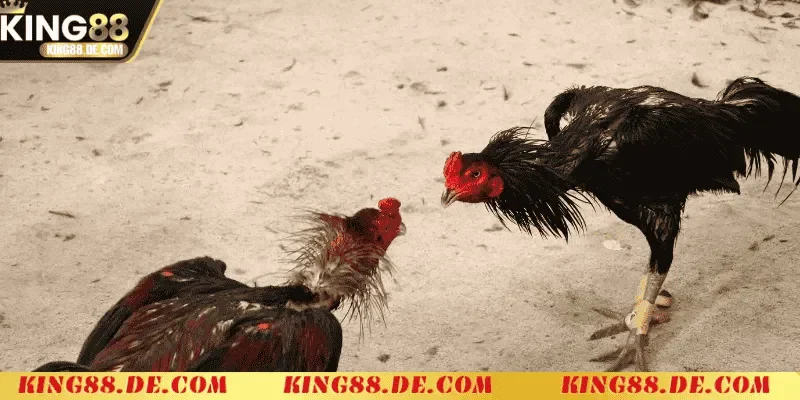 Ép Cân Gà Chọi Khoa Học King88 - Chiến Lược Tối Ưu Thể Trạng mot so luu y khi ep can ga choi ban nen nho