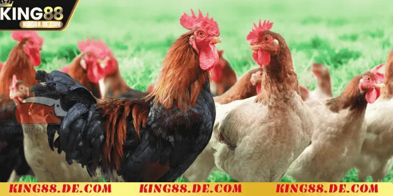 Nuôi Gà Không Bị Bệnh King88 - Bí Quyết Giúp Gà Khỏe Mạnh Tạo môi trường sống lý tưởng cho gà